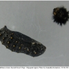 melitaea cinxia pupa1 volg2